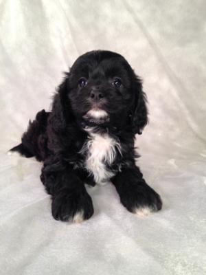 Black and White Male Cavachon Puppy for Sale in North Central Iowa.  Ready Now!  The Best Cavachons can be found at Purebredpups!